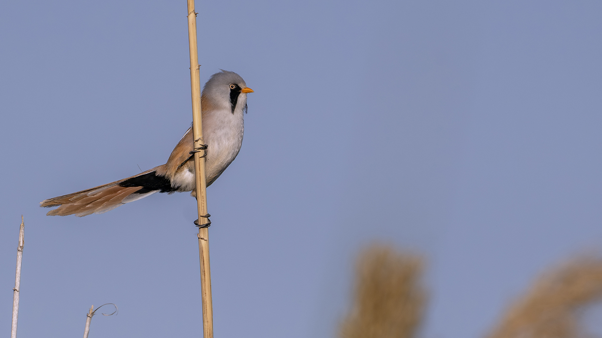 Bearded Reedling — Ana fotoğraf